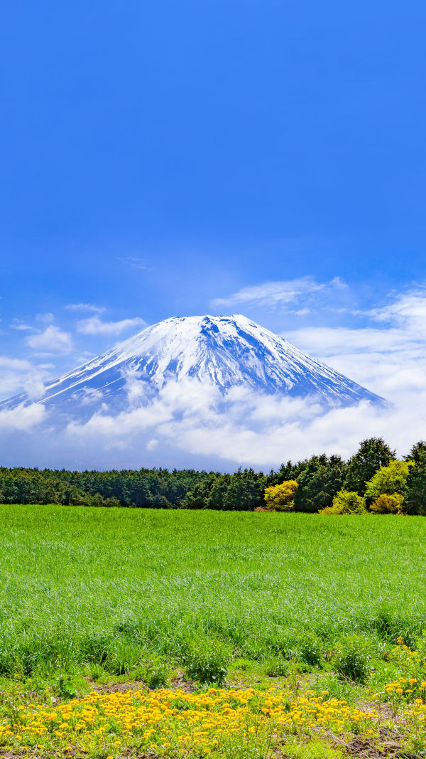 Mount Fuji In Spring