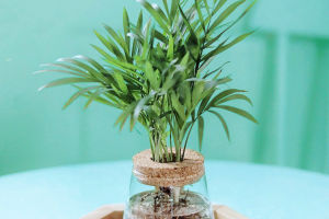 The Easiest Palm Ever