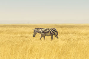 Zebras Can't Ride