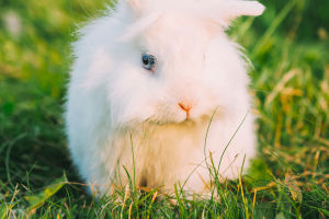 Bunny Basics