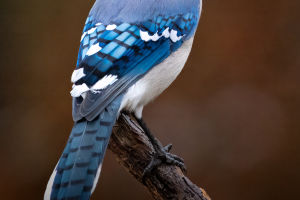 The Blue Bird