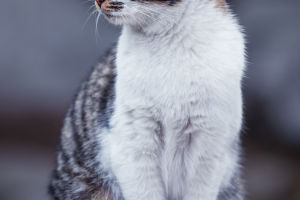 Cat Foods: Recommendations