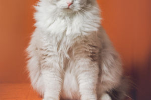 Feline Fascination Unleashed