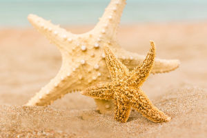 Secrets Of Starfish