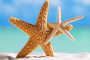 Star Under The Sea