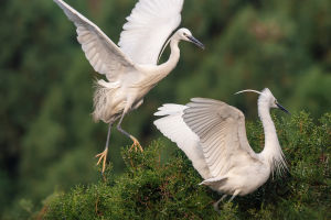 Majestic Egret