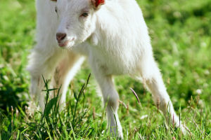 Sheep Rearing Success Tips