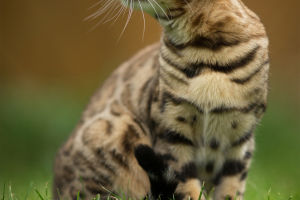 Feline Benefits Unleashed
