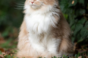Fun Facts About Cat Life