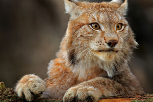 Lynx And Wolf