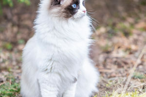 Feline Care 101