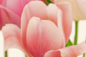 Blooming Beauty: The Tulip