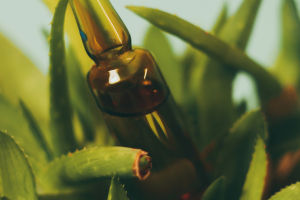 Efficacy Of Aloe Vera