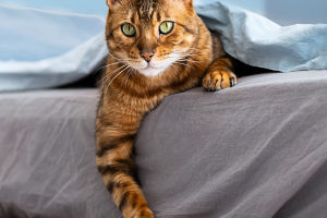 Cats: Breeds, Habits, Health