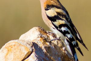 Strange-looking Birds