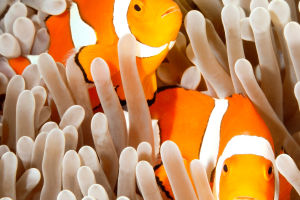 Dancing With Clownfish