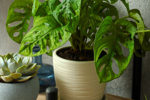 Indoor Plant