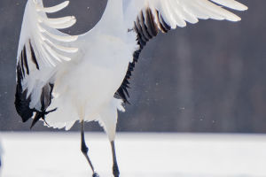 Elegant Cranes
