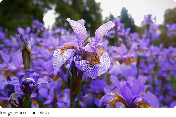 Die Sprache der Blumen