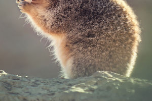 Amazing Squirrels