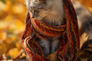 Autumn's Overture
