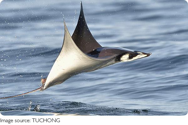 Fliegende Riesen des Meeres