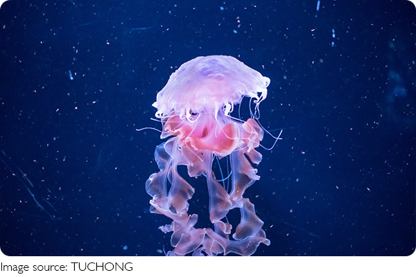 Facts About Jellyfish