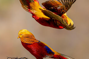 The Vibrant Pheasant