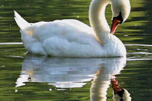 Icons of Beauty and Nobility