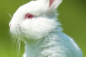 Color Of Rabbit Eyes