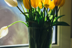 Blooms Of Renewal