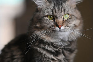 Cats' Memory