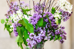 The Symbolism Of Lilacs