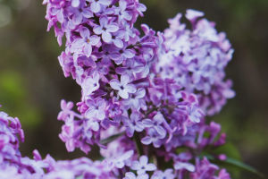 Lilac Care