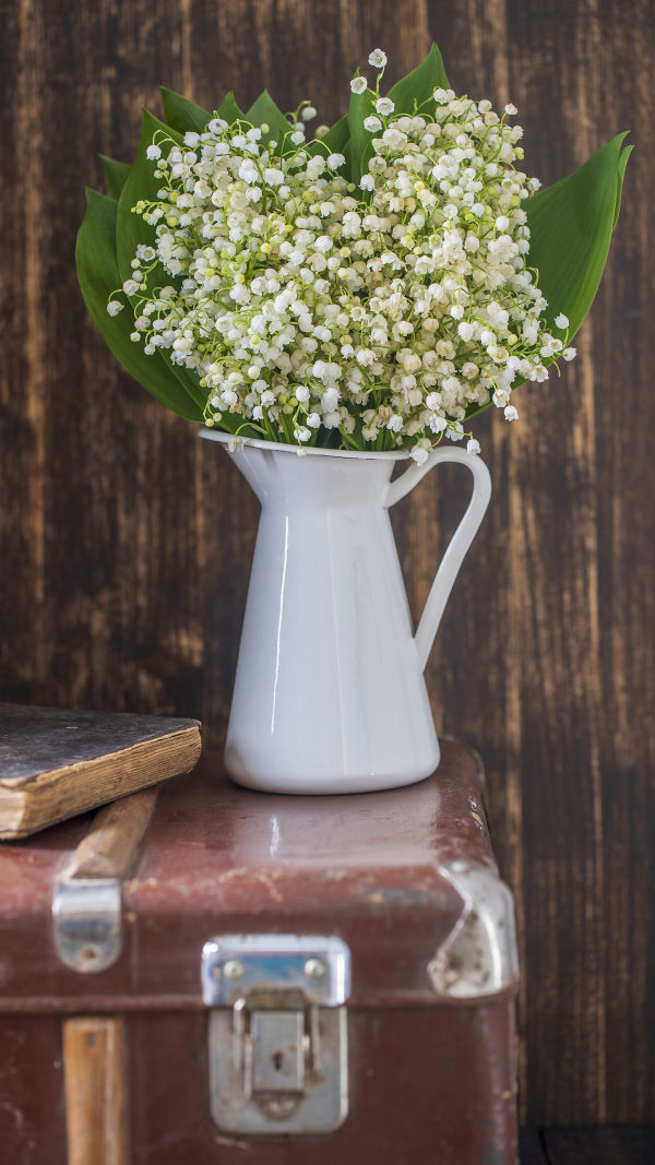Lily Of The Valley