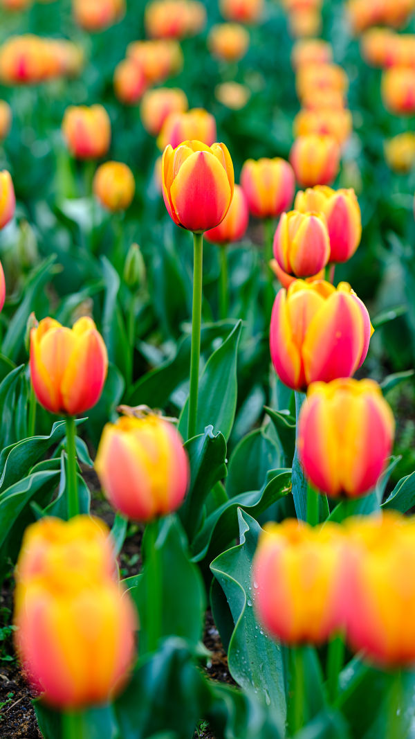 Glorious Tulip Symbolism