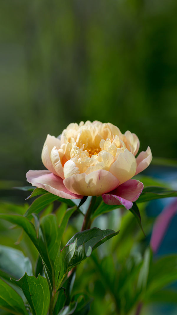 A Blooming Treasure