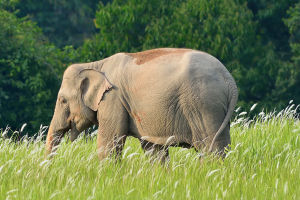 The Truth About Elephants