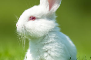 Color Of Rabbit Eyes