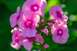 The Secret Of Flowers