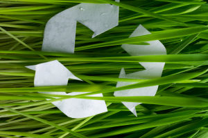 Teaching Kids Green Values