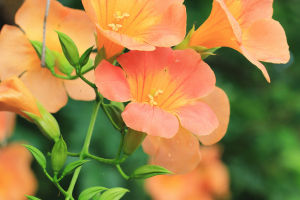Vines of Enchantment