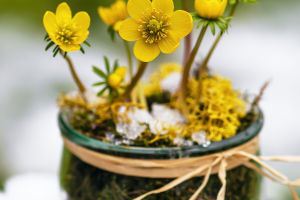 Blossoming in the Cold