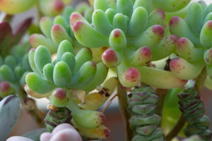 Water-Saving Wonders