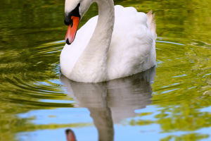 Graceful Swans Unveiled
