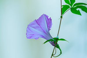 Natural Beauty