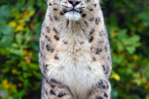 Snow-White Big Cat
