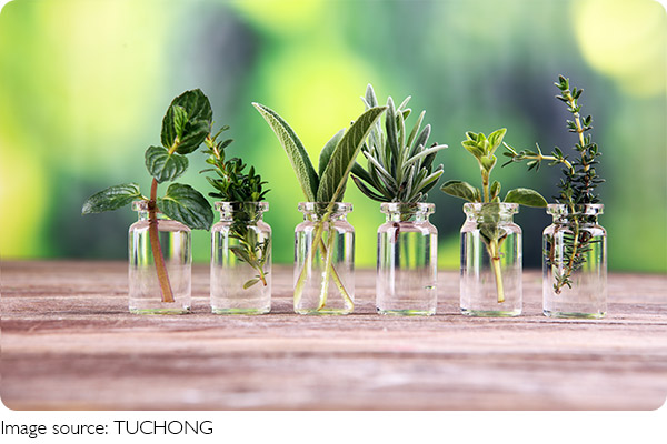 Vấn đề lá vàng