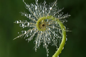 Dew Drops