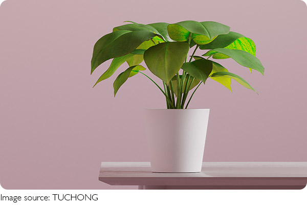 Des plantes pour l’air